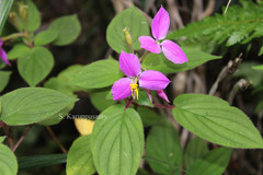 Sonerila parameswaranii